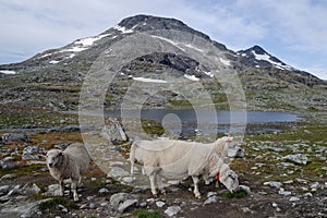 Sheep on pasture in Jotunheimen mountains, Norway