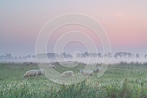 Sheep on pasture in morning fog