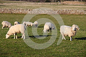 sheep in the pasture near Upper Slaughter, beautiful cotswold stone walls