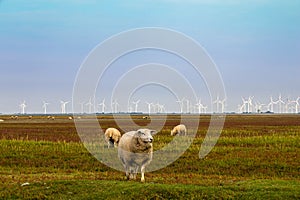 Sheep on the pasture in North Frisia