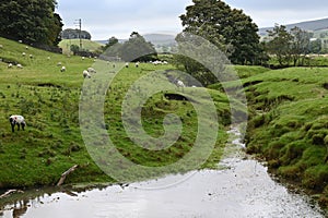 Sheep Pasture by River Ure, Haylands Bridge, Hawes, North Yorkshire, England, UK