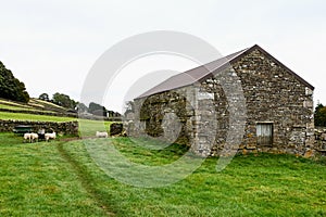 Sheep Pasture, Stone Walls and Barn near Sedbusk, Hawes, North Yorkshire, England, UK