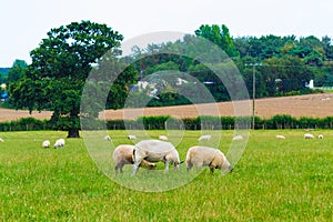 Sheep on a pasture summer day view Kent downs England