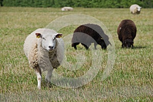 Sheep in pastureland