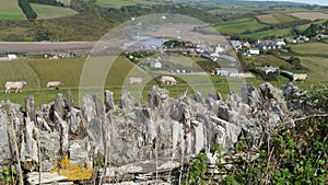 Sheep pasturing near Bantham village in Devon England photo