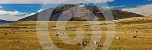 Sheep in Patagonia