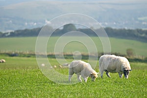 Sheep on path, Swyre Head