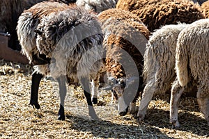 The sheep peacefully graze in the pen. A lot of beautiful lambs. The rays of the sun illuminate the white, black, and brown wool