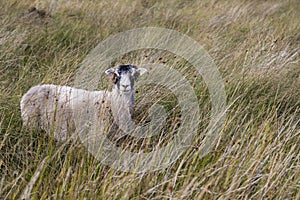 A Sheep in the Peak District
