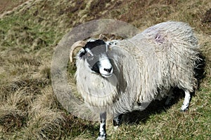 A sheep in the Peak District, Derbyshire