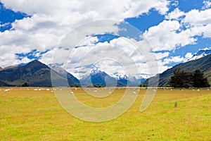 Sheep, peaks and Mt Aspiring NP, Southern Alps NZ