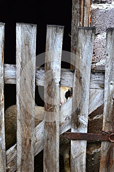 sheep peeks through a wooden fence