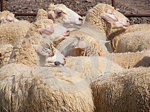Sheep in pen
