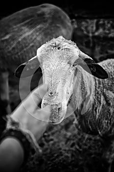 Sheep in pen photo