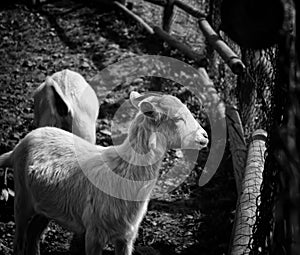 Sheep in pen photo