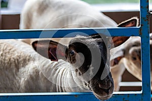 Sheep in pen at country NJ State country fair in Sussex County