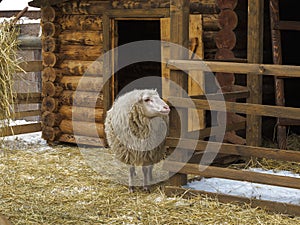 Sheep in a pen near barn.