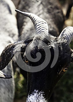 Sheep in pen photo