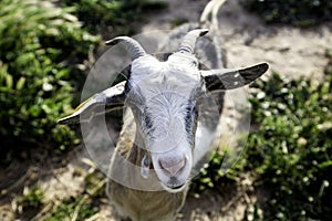 Sheep in pen photo