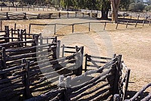 Sheep pens for shearing shed