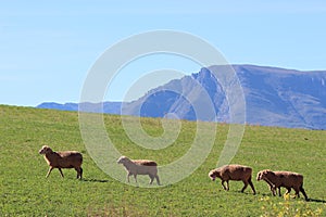 Sheep persevering uphill