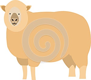 Sheep Cartoon photo