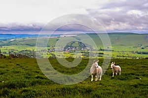 Sheep pictured along the stunning Mam Tor walk, Peak District National Park