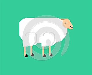 Sheep pixel art. ewe 8 bit. pixelated Vector illustration