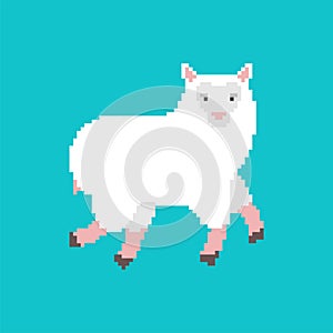 Sheep pixel art. Lamb cartoon 8 bit. Farm animal pixelated Vector illustration