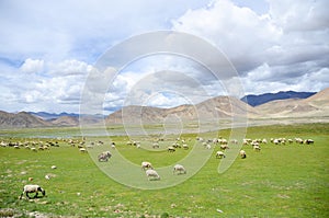 The sheep on the plateau of Tibet