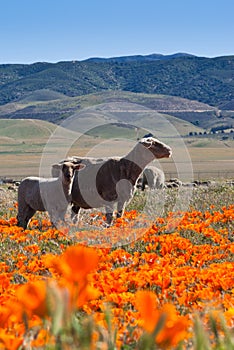 Sheep in Poppy field