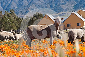 Sheep in Poppy field
