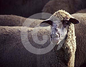 Sheep portrait