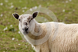 Sheep portrait