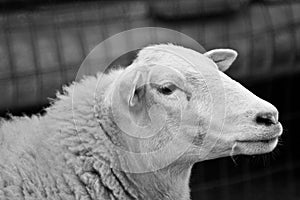 Sheep portrait