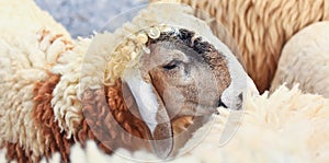 Sheep portrait