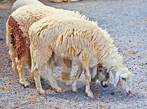 Sheep portrait