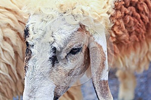 Sheep portrait