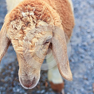 Sheep portrait