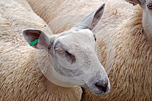 Sheep portrait