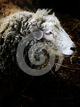 Sheep - a portrait in the barn