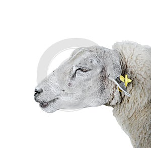 Sheep portrait close up. Beauriful young furry sheep isolated on white background. Farm animals