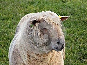 Sheep Portrait, Crookham, Northumberland UK