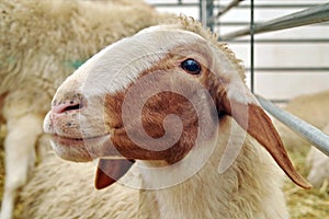 Portrait of Awassi sheep