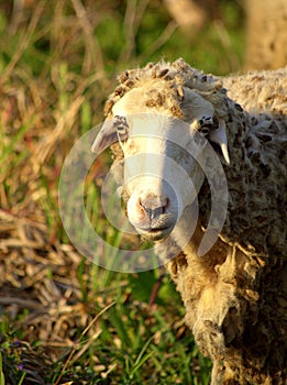 Sheep portrait