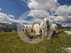 Sheep portrait on dolomites mountains background panorama