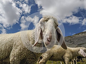 Sheep portrait on dolomites mountains background panorama