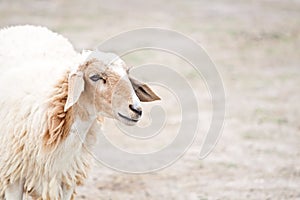 Sheep portrait on a field
