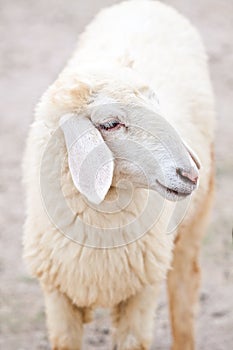 Sheep portrait on a field