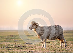 Sheep portrait on meadow in winter time